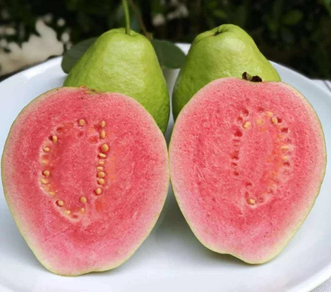 Lemon Guava Fruit Tree Seeds - Psidium Guajava - Tropical Fruit Seeds for Planting, Home Garden, Container or In-ground Cultivation