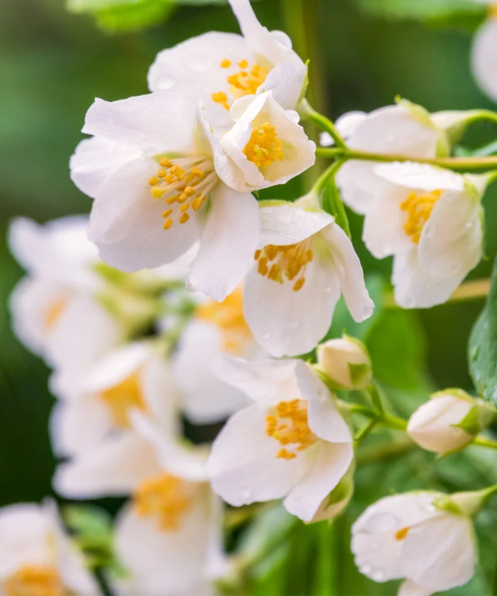 Sweet Mock Orange Cuttings - 10 Fresh Unrooted Philadelphus coronarius for Rooting, Fragrant Shrubs, Garden Propagation