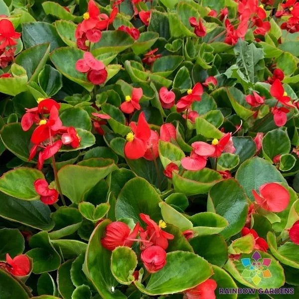 Begonia Seeds, 25+ Red with Green Foliage, Easy to Grow, Indoor & Outdoor Garden, Begonia x semperflorens, Non-GMO, USA Grown