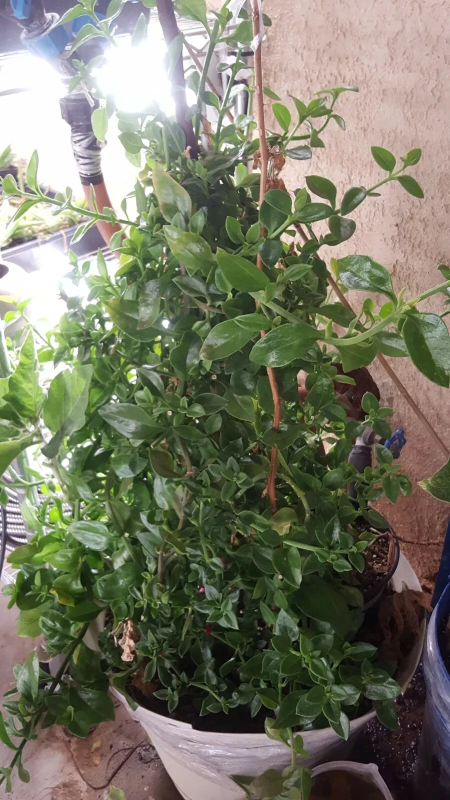 Apple Red Rose Plant Cuttings 21 pcs | Rosa 'Apple Red' 3"-5" Tall for Rooting