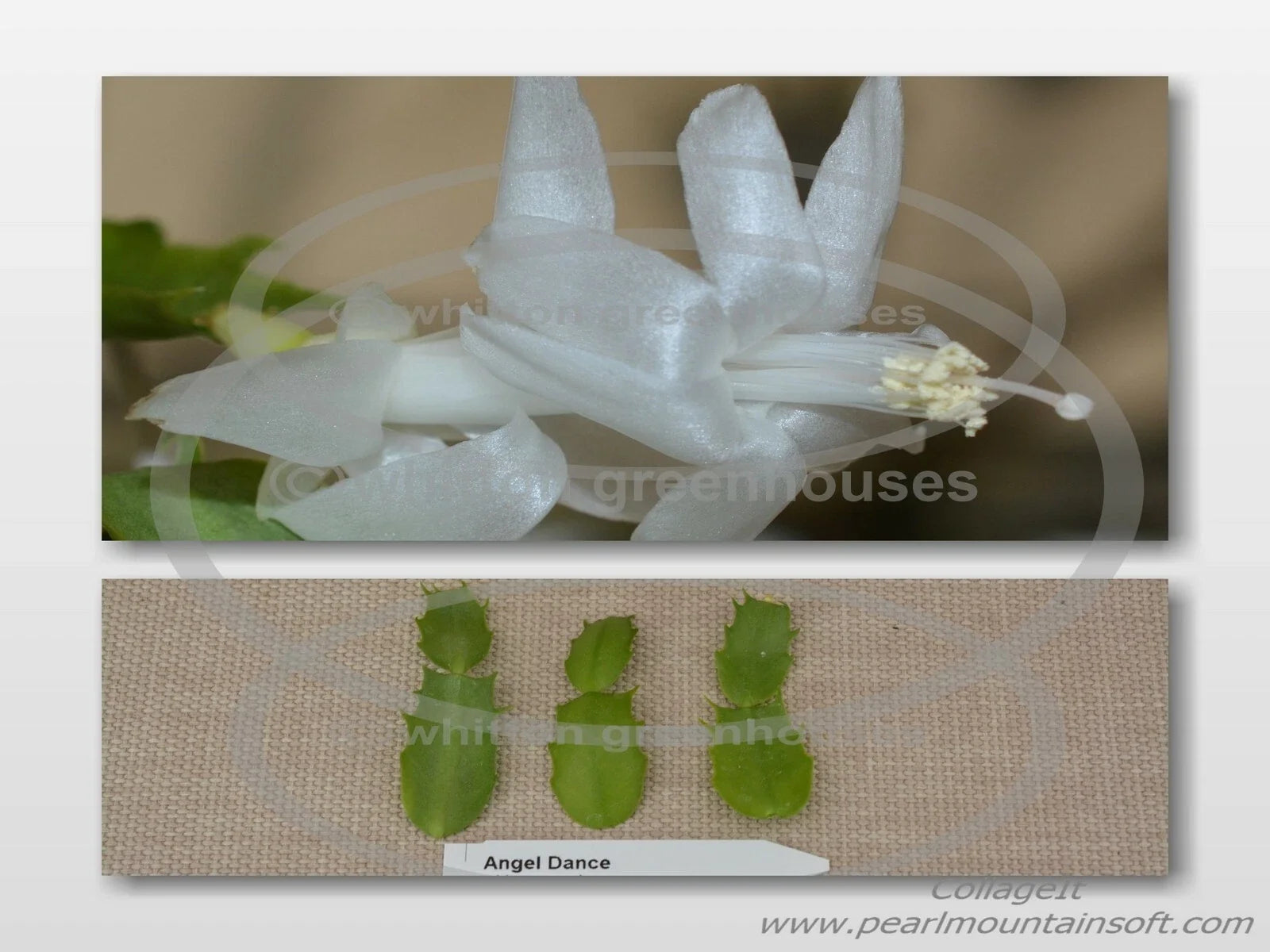 Thanksgiving/Christmas Cactus Cuttings - Schlumbergera "Angel Dance" - Healthy Indoor Plant Propagation Material