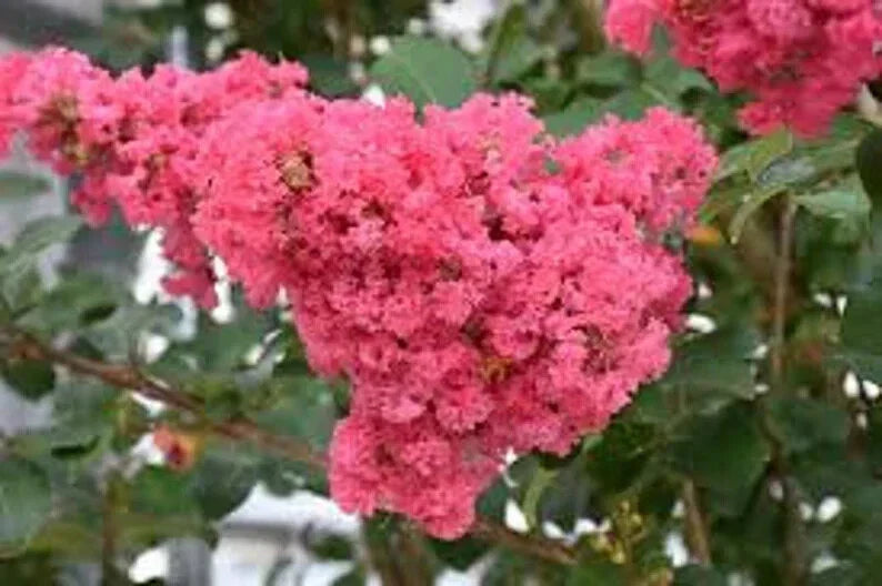 Dark Pink Cape Myrtle Seeds - 20 Perennial Lagerstroemia indica Seeds - US Seller