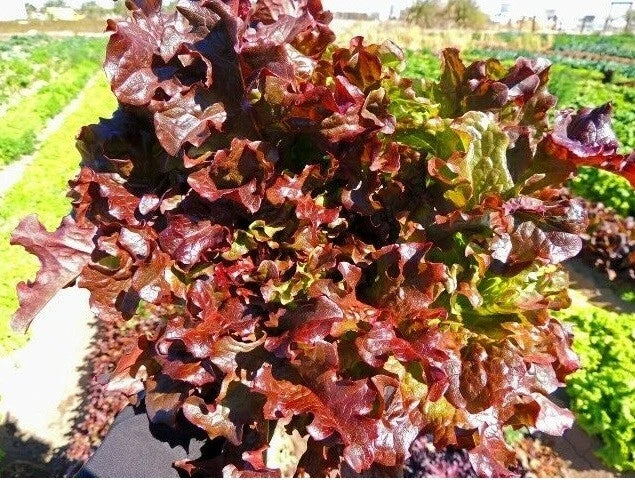 Red Salad Bowl Loose Leaf Lettuce Seeds - Heirloom Variety for Home Gardens