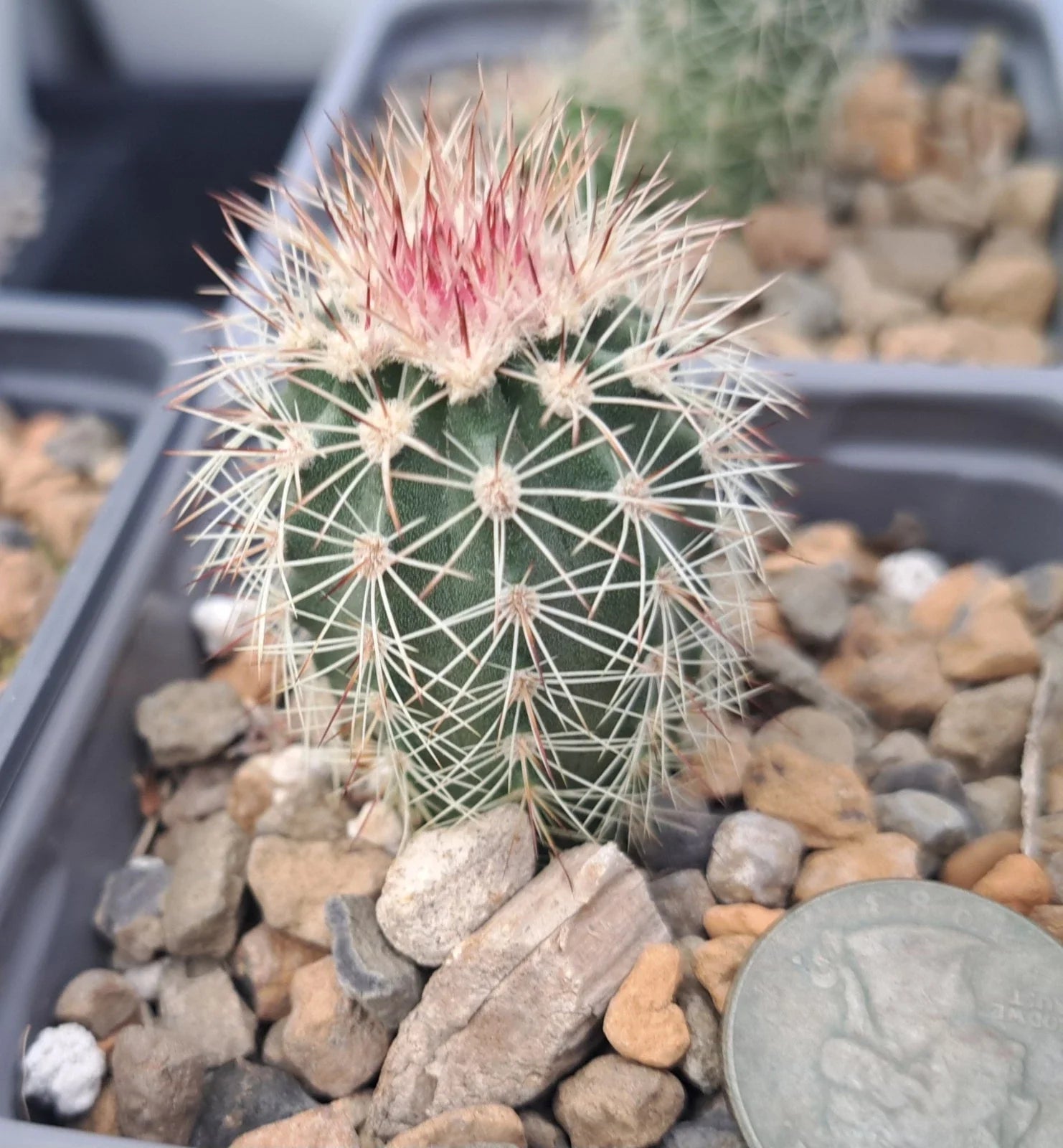 Echinocereus Dasyacanthus Bare Root Cactus Plant - Texas Rainbow Succulent for Garden & Indoor - Drought Tolerant Desert Cactus