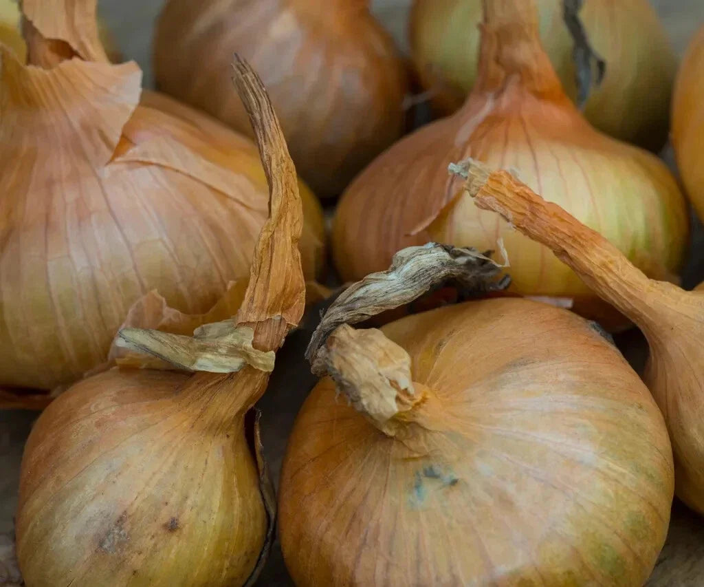 Sturon Onion Seeds - 500+ Pack, Allium cepa, Non-GMO, High Yield, Garden Planting, Bulb-Forming, Full Sun, USA Grown
