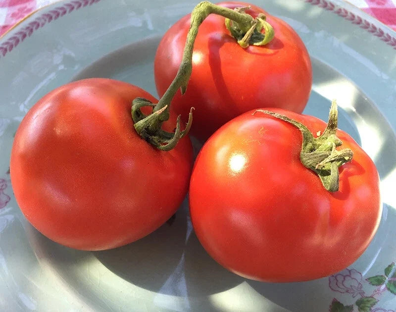 Homestead Tomato Seeds - Heirloom Solanum lycopersicum for Slicing, Heavy Producer, Non-GMO, 100 Seeds
