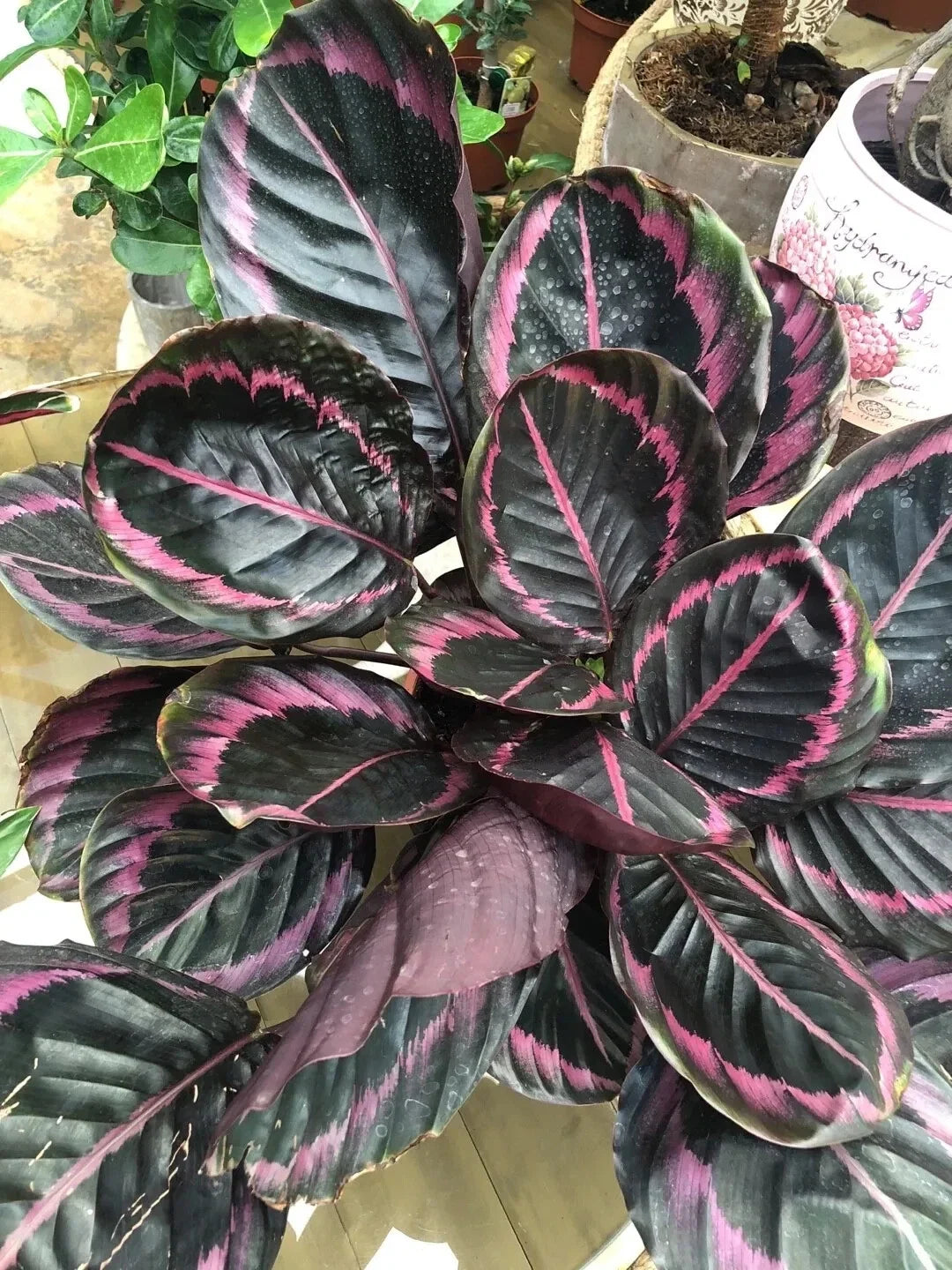 Edgy Pink Calathea Couture Seeds | Calathea ornata Indoor/Outdoor Plant | Vibrant Pink and Green Foliage, Easy to Grow