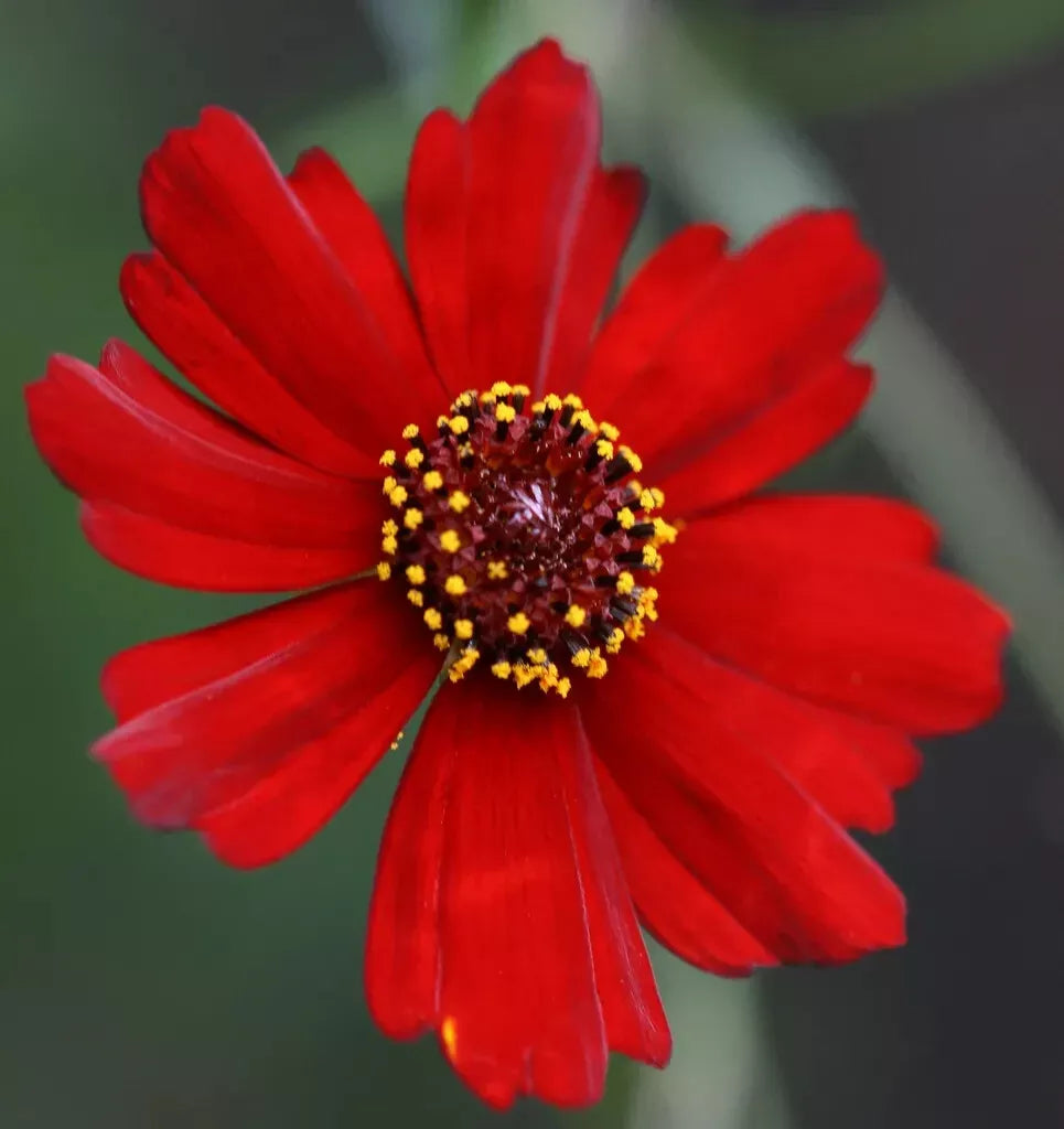 Coreopsis Seeds - 1340 Seeds - Plains Dwarf Red - Coreopsis tinctoria - Easy Grow GroCo