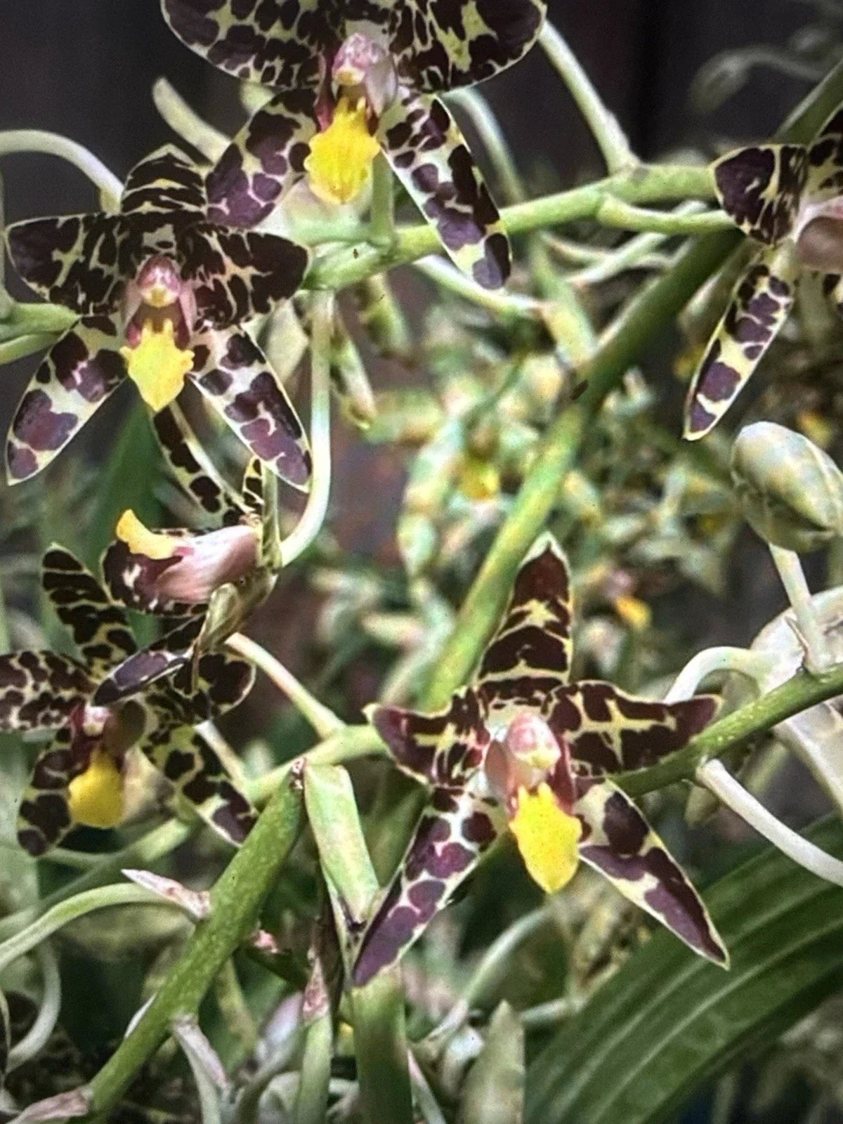 Ansellia Africana Orchid Plant Division with 2 Stems - Exotic African Dancing Lady Orchid for Indoor & Outdoor Decor