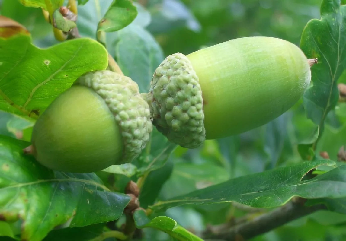English Oak Acorn Seeds - 50 Pack Quercus robur for Reforestation & Gardens Zones 4-8