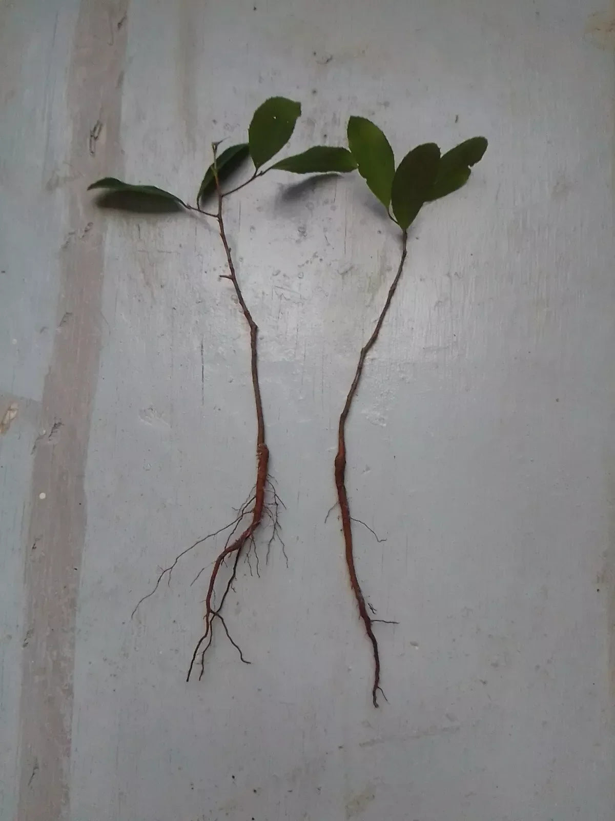 Rooted Live Oak Tree 6"-12" Evergreen Quercus Virginiana TX Florida Plants