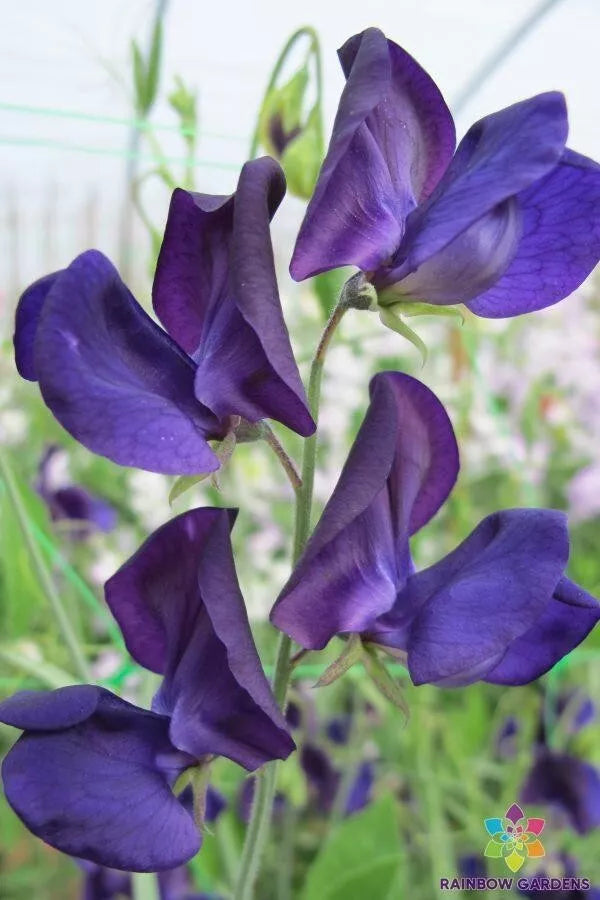 Lord Nelson Sweet Pea Seeds - 50+ Pack, Fragrant Climbing Flowers, Lathyrus odoratus, Heirloom Garden Seeds, USA Cultivated