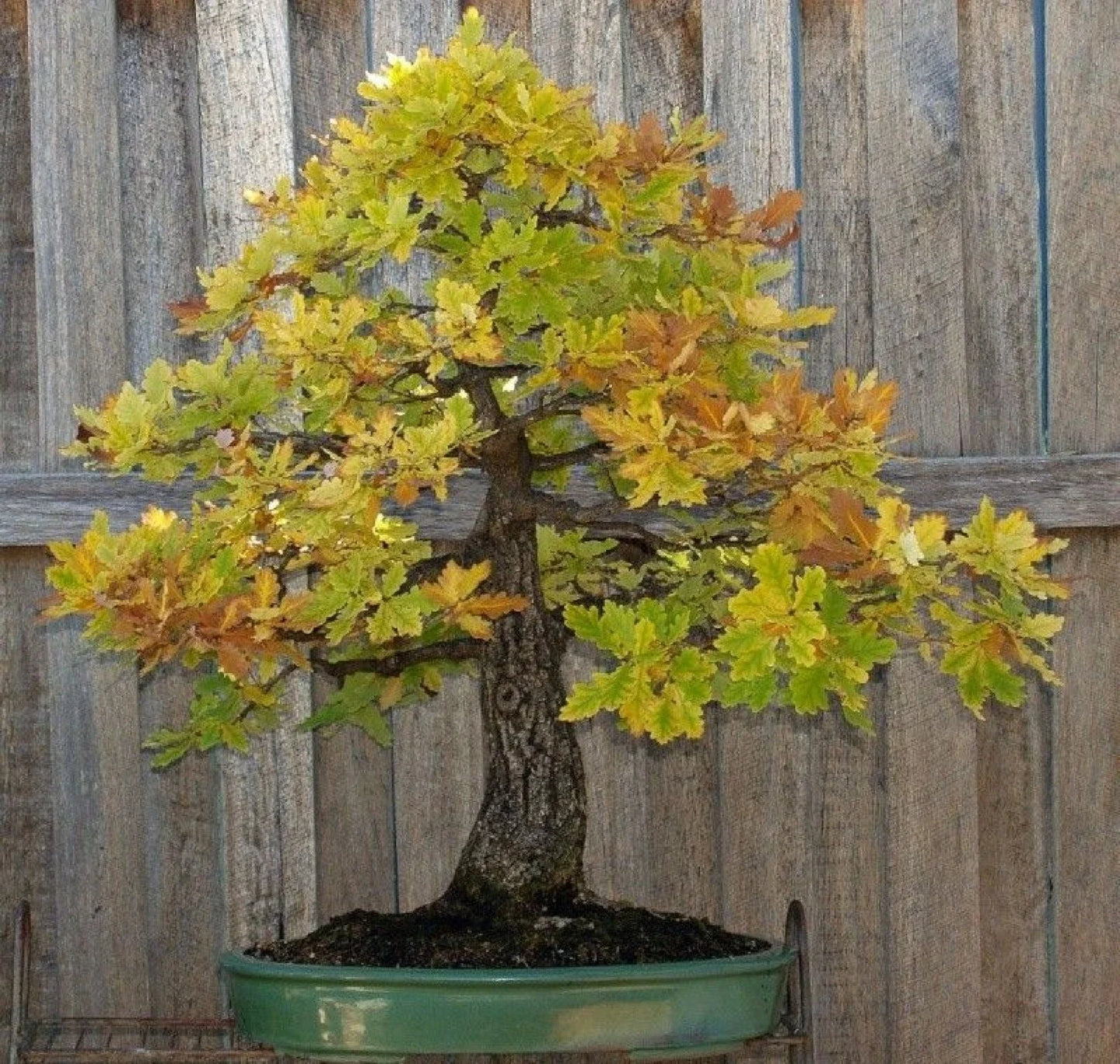 Blue Oak Bonsai Seeds - 15 Pack Quercus macrocarpa for Miniature Tree Cultivation, Gardening & Landscaping