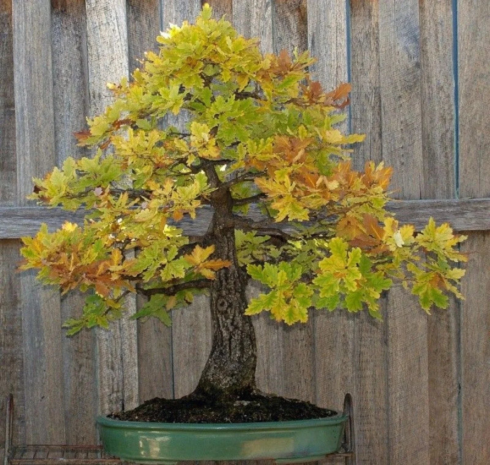 Blue Oak Bonsai Seeds - 15 Pack Quercus macrocarpa for Miniature Tree Cultivation, Gardening & Landscaping