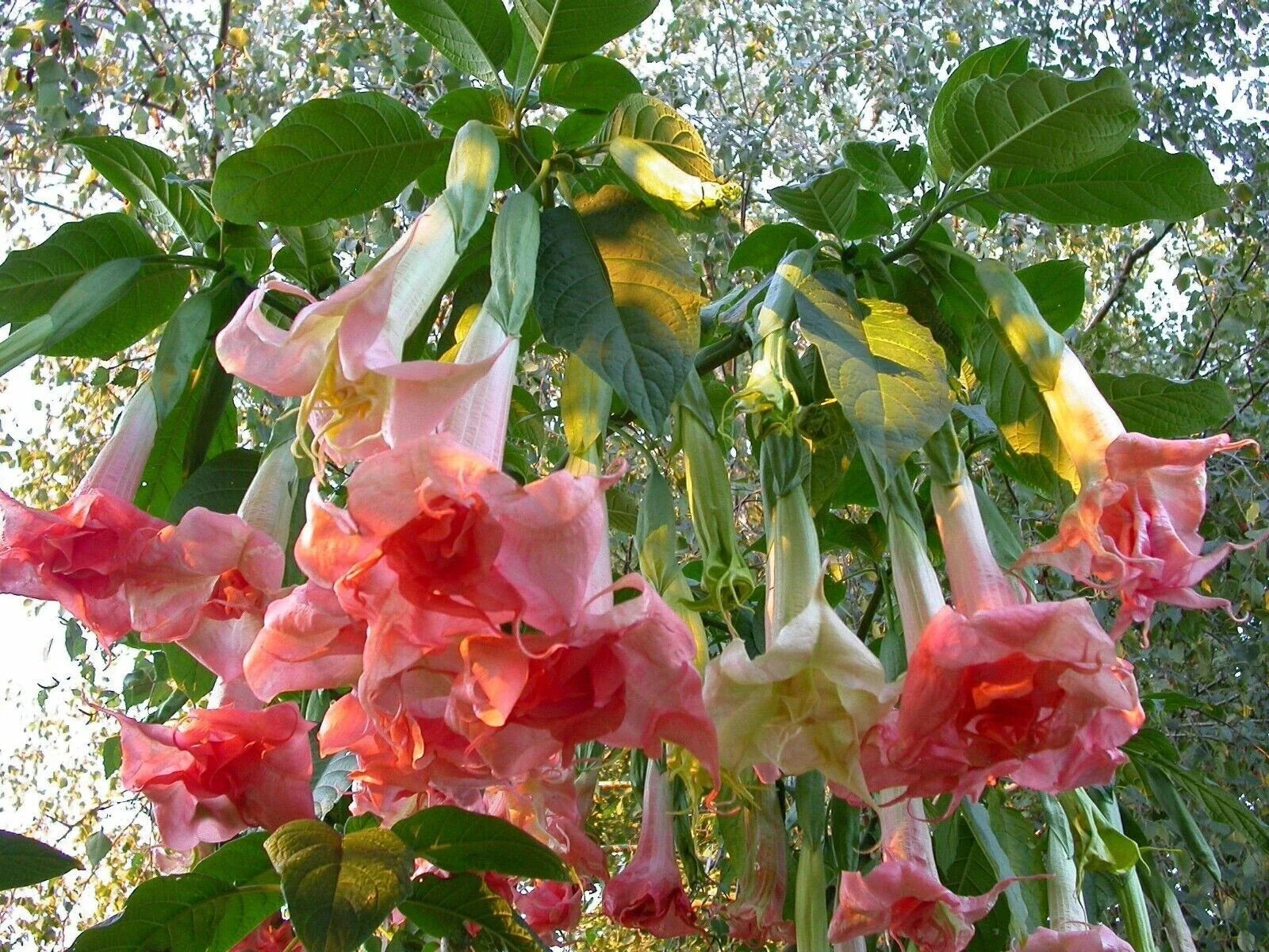 Brugmansia Perfektion Angel Trumpet Seeds – 10 Fragrant Flower Seeds for Garden, Patio & Container Growth