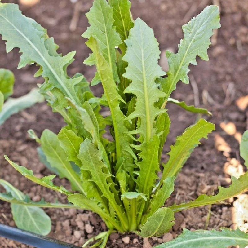 Italian Dandelion Seeds - Organic Chicory Endive - 400+ Gourmet Salad Greens - Edible Annual Plant - Cichorium intybus