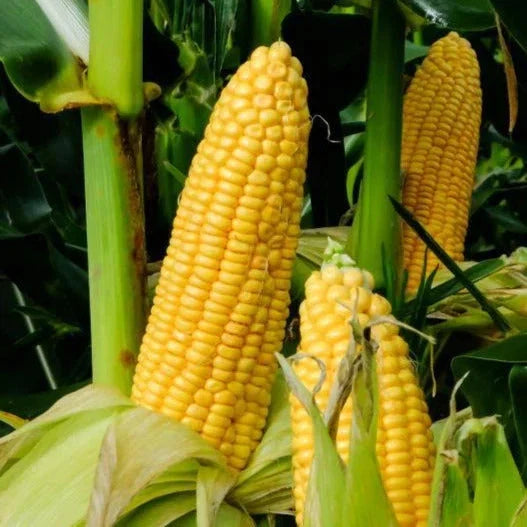 Honey Select Triple Sweet Corn Seeds - Zea mays AAS Winner, Sweet, Tender, Fast-Growing, 30+ Seeds for Home Garden & Farming