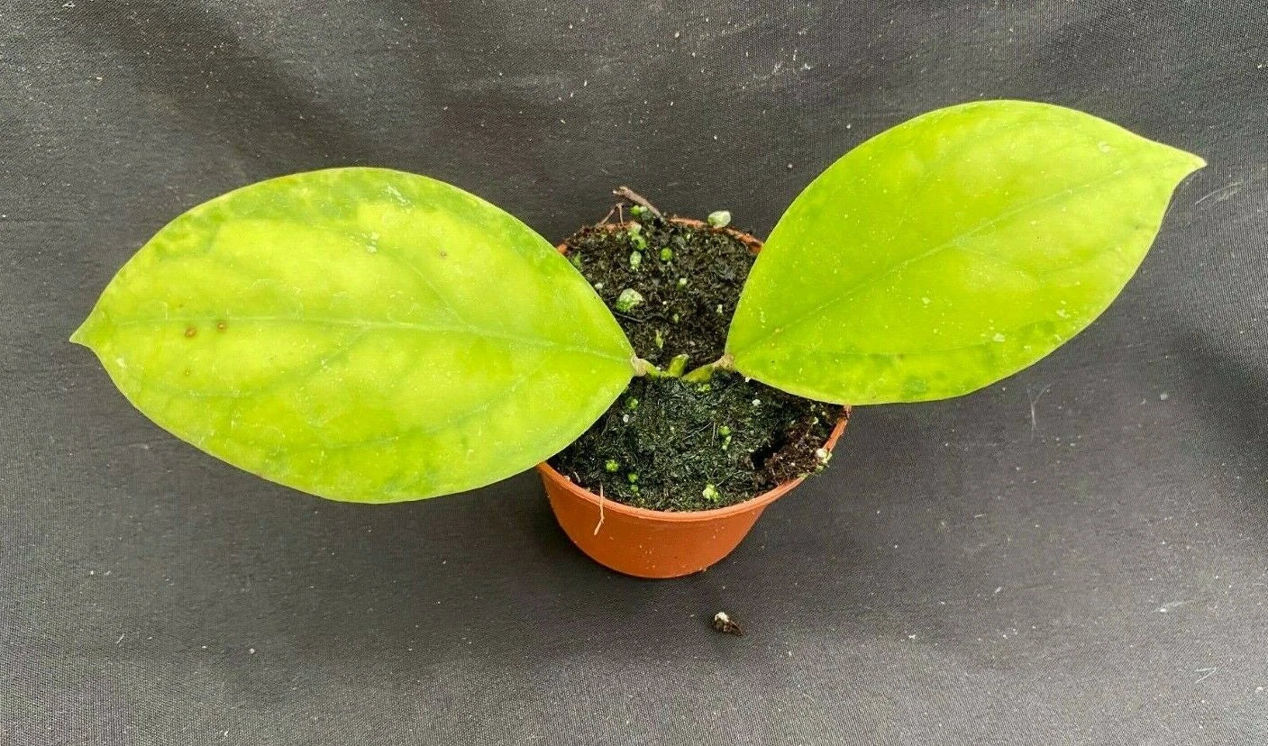 Rare Hoya juannguoana IML 1604 Rooted Plant in 2.5" Pot, Indoor Vining Plant with Waxy Leaves, Low Maintenance