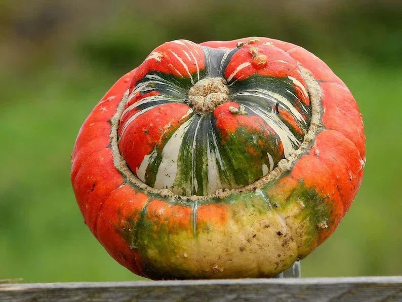 Turks Turban Squash Seeds – Organic, Non-GMO, Cucurbita maxima, Vining, 10 Pack, USA Grown