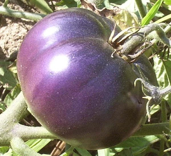 Purple Tomato Seeds - Heirloom Variety - Antioxidant-Rich Solanum lycopersicum - 15 Seeds for Home Garden