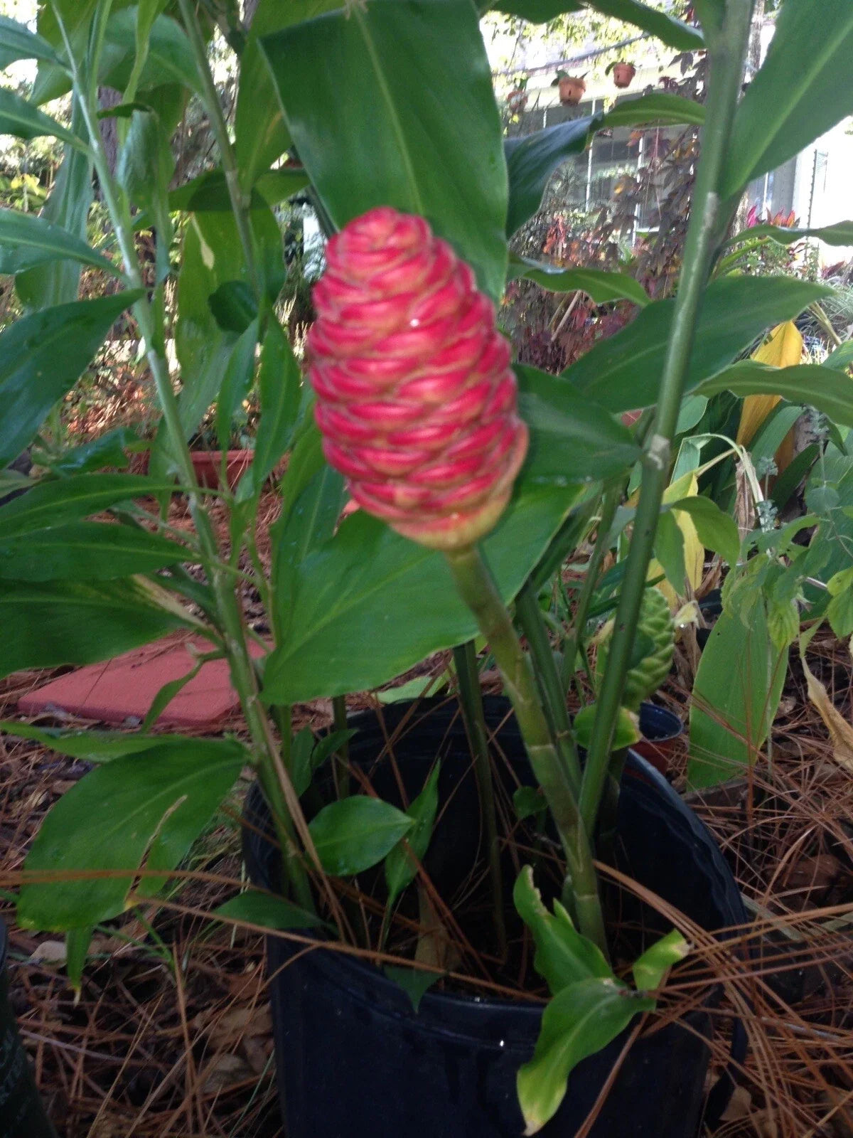 Combo 3 Shampoo Ginger Rhizomes & Mexican Hydrangeas - Butterfly & Hummingbird Attracting Plants
