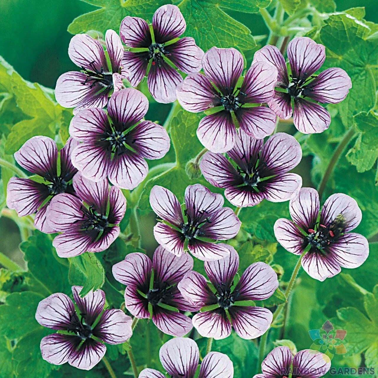 Salome Geranium Seeds - 25+ Pack for Garden Planting - Pelargonium x hortorum - Vibrant Blooms, Drought-Tolerant, USA Grown