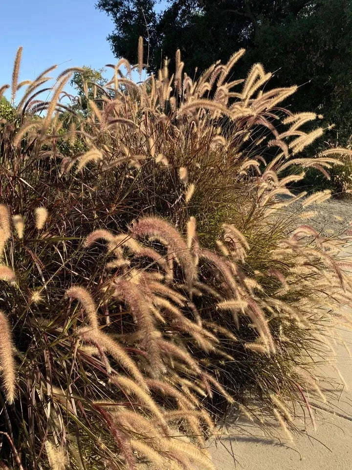 Purple Ornamental Grass Seeds - Dark Burgundy Pennisetum - 100+ Fresh Seeds USA