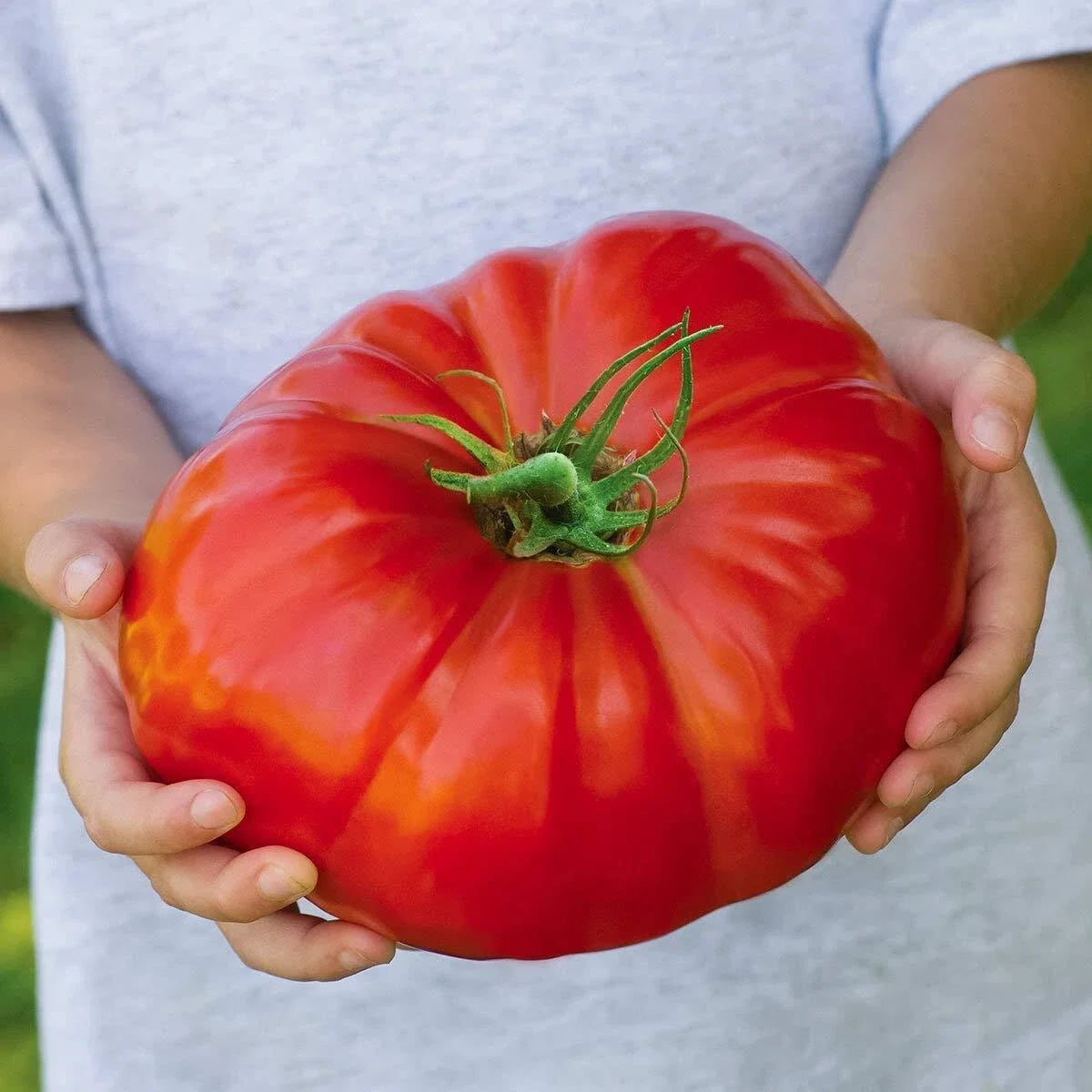 Beefsteak Tomato Seeds 100 Pack | Heirloom Solanum lycopersicum for Home Gardening