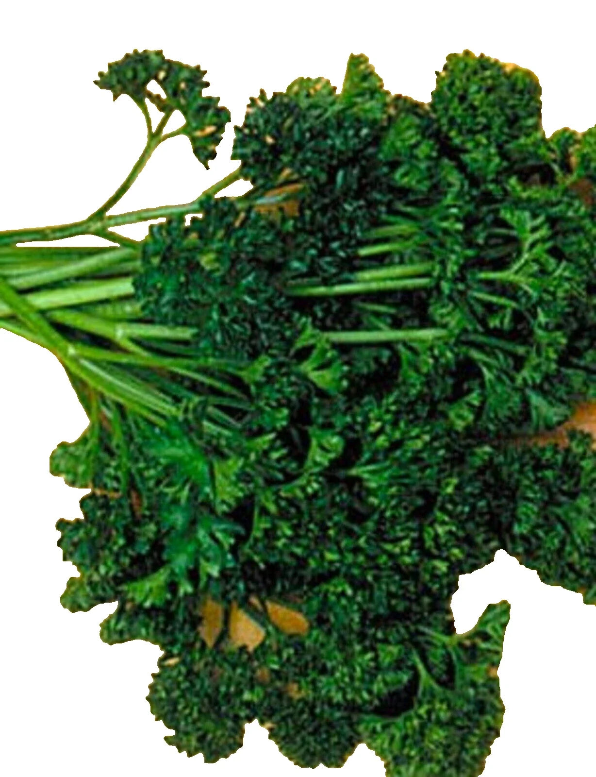 Forest Green Parsley Seeds – Non-GMO Culinary Herb Petroselinum crispum, 300+ Seeds for Indoor & Outdoor Gardening