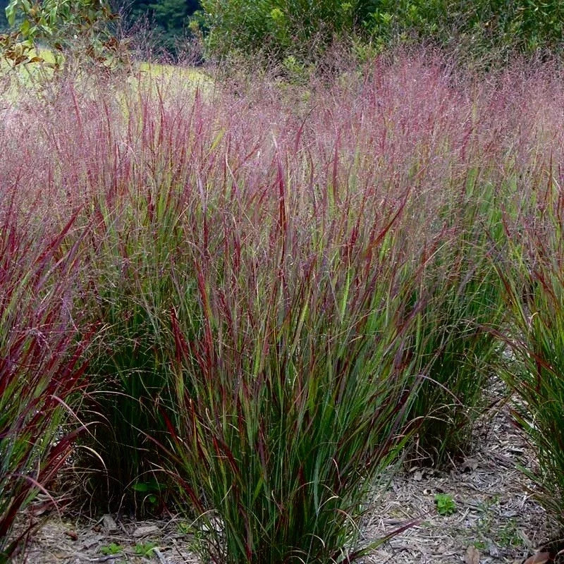 Switchgrass Seeds 1000 Count - Native Ornamental Perennial Panicum virgatum for Prairie Restoration and Wildlife Habitat