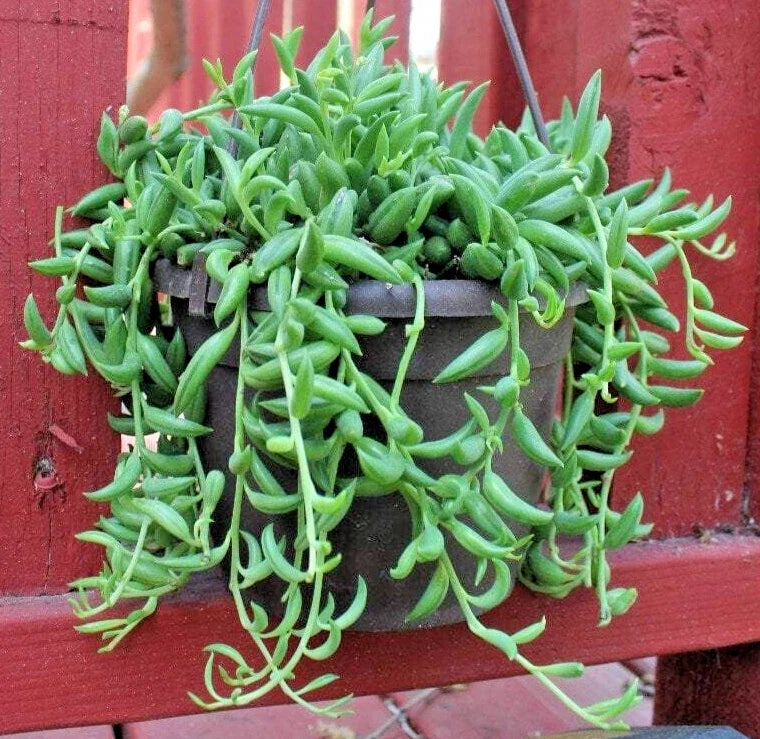 String of Bananas Cuttings 5" Unrooted Senecio Radicans Indoor Succulent Plant for Hanging Gardens