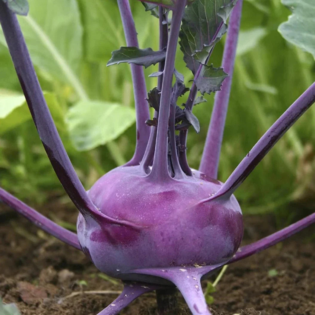 Purple Vienna Kohlrabi Seeds - Heirloom Non-GMO Brassica oleracea for Home Gardens, Salad, Stir-Fry, 100 Seeds