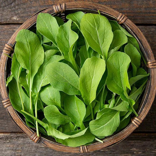 Astro Arugula Seeds - Heirloom Non-GMO Organic Eruca sativa for Home Gardening, Salad Greens, Gourmet Cooking