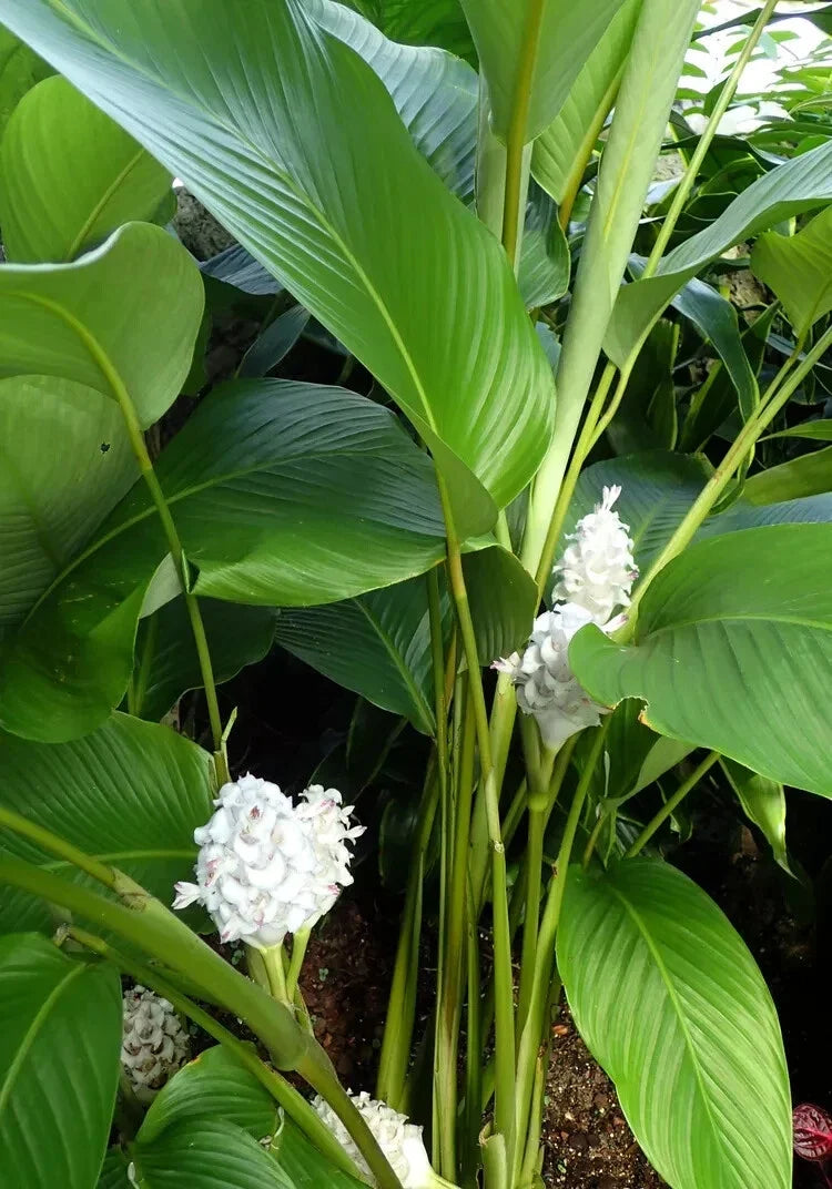 Ice Blue Calathea Seeds - Perennial Indoor/Outdoor Planting - Calathea 'Ice Blue' - Blue-Green Foliage Seeds