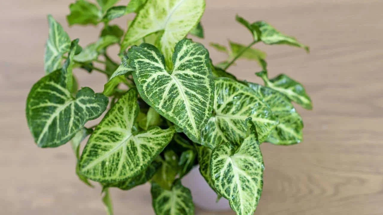 Live Syngonium Podophyllum Arrowhead Plant – 3-Year-Old Well-Rooted Indoor Houseplant, Low Maintenance, Free Shipping