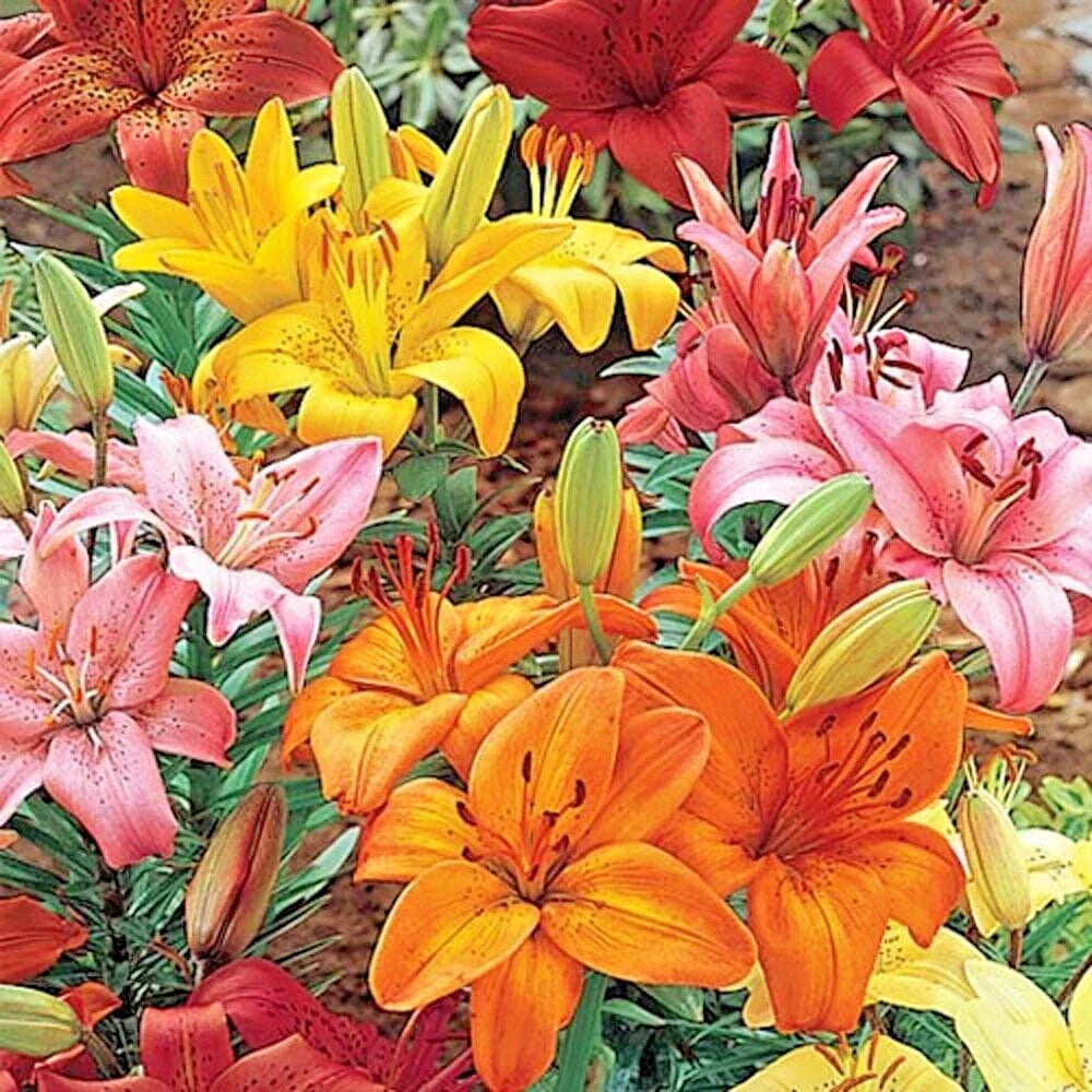 Asiatic Lily Mix Bulbs 14-18cm - Orange Pink Red Yellow Flower Bulbs - Lilium asiatic, oriental, tiger & trumpet