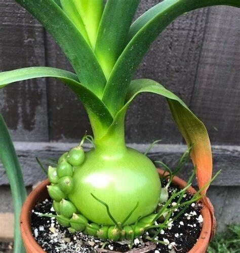 Succulent Albuca Bracteata, Pregnant Onion, Bulbous House Plant, Ornithogalum caudatum, Indoor Rooted Plant, Easy Care