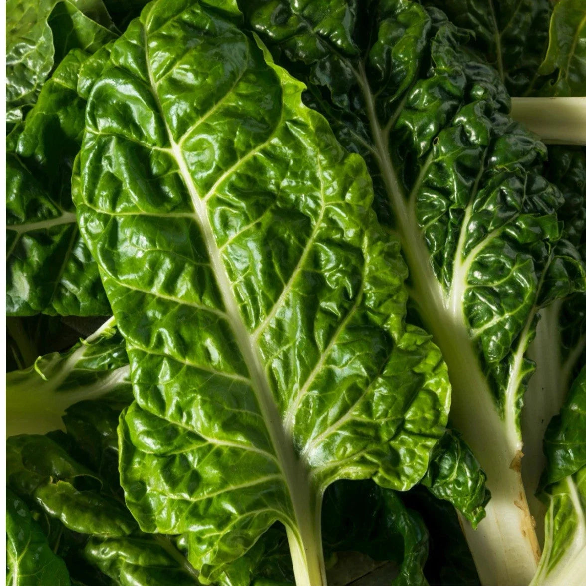 Swiss Chard Seeds - Lucullus Variety Organic Seed for Gardening, Beta vulgaris subsp. cicla, Colorful Stems, Full Sun, 200 Seeds