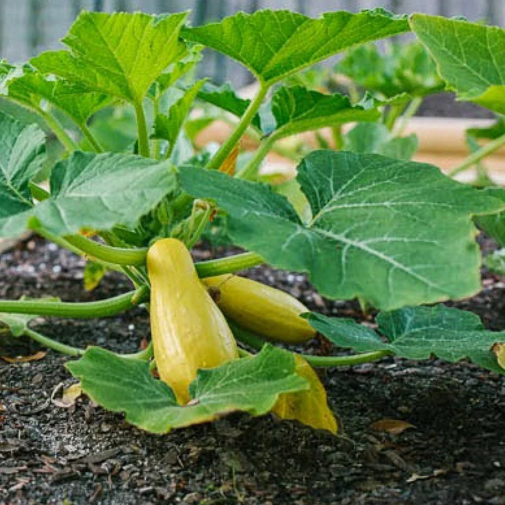 Prolific Straightneck Summer Squash Seeds - Non-GMO, Organic Cucurbita pepo, Heirloom Variety, Bush-Type, Full Sun