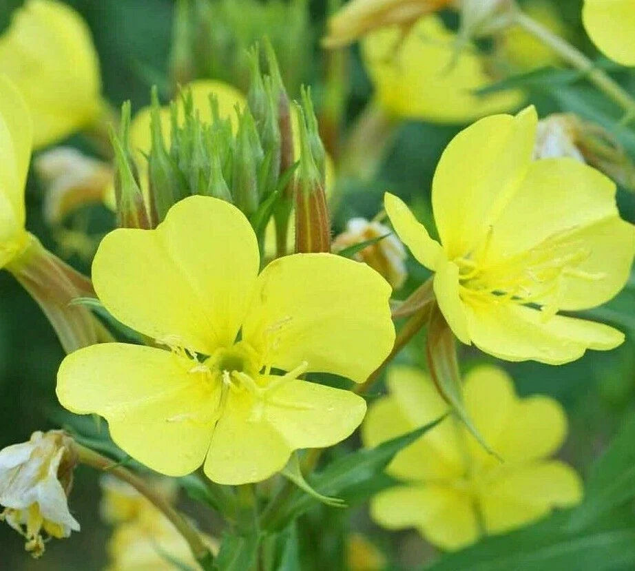 Evening Primrose Seeds 2000+ Oenothera biennis Biennial Yellow Flowers