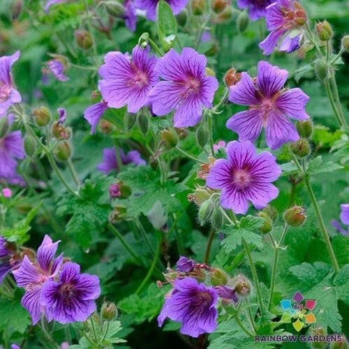 Himalayan Cranesbill Geranium Seeds - 25+ Pack, Purple-Blue Flowers, Perennial, Geranium himalayense, USA Grown