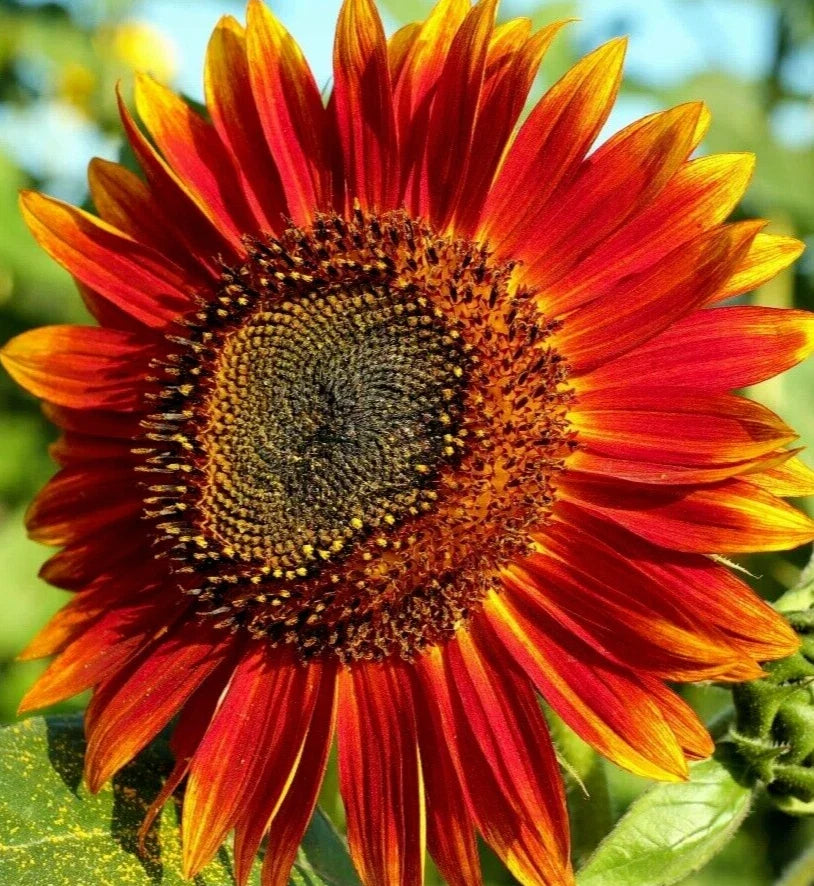 Red Sun Sunflower Seeds - Pack of 50+ Helianthus annuus Annual Flowers for Garden, Vibrant Red Blooms