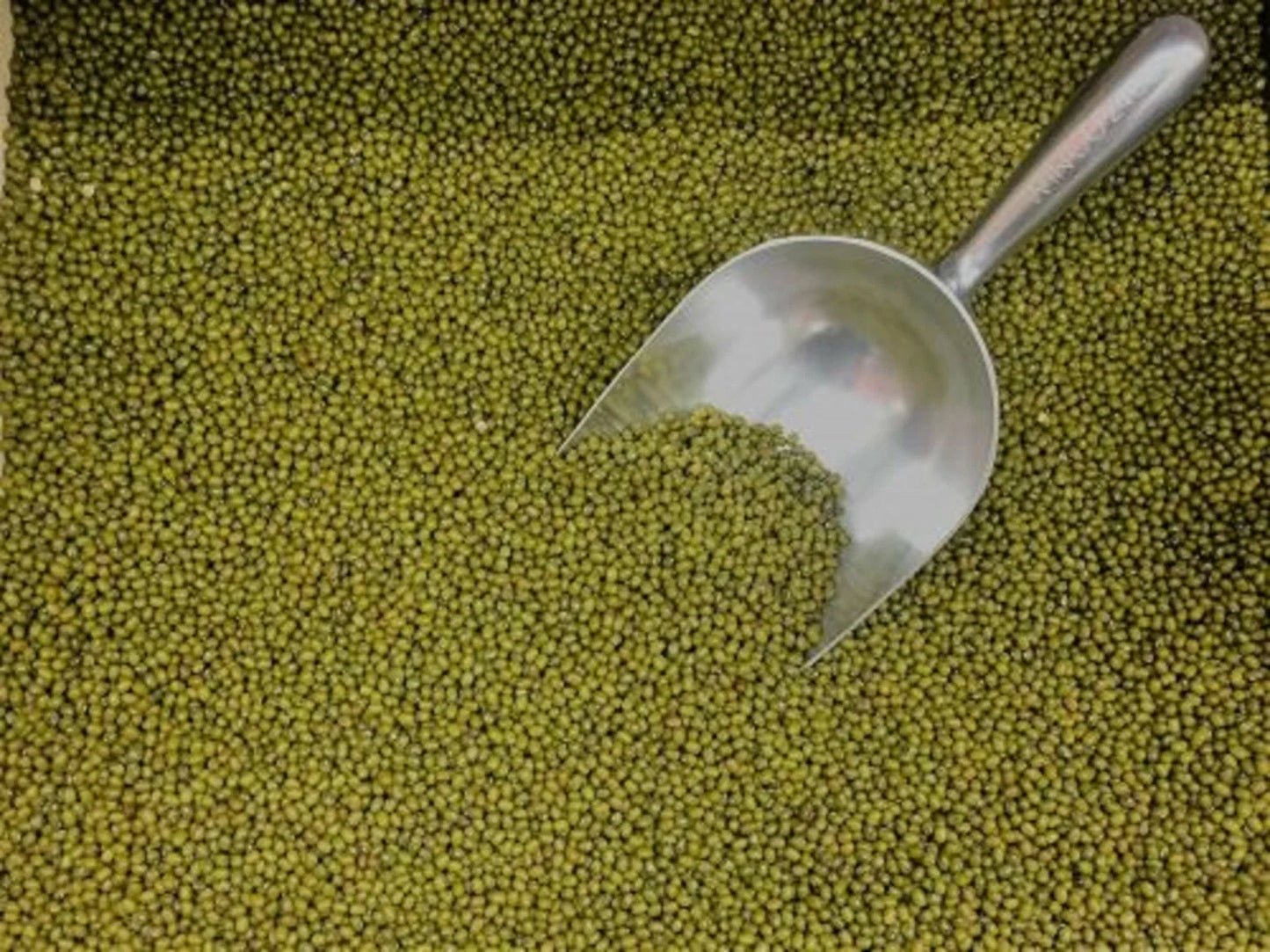 Mung Bean Seeds for Sprouting & Gardening – Vigna radiata, 250+ Non-GMO Edible Plant Seeds