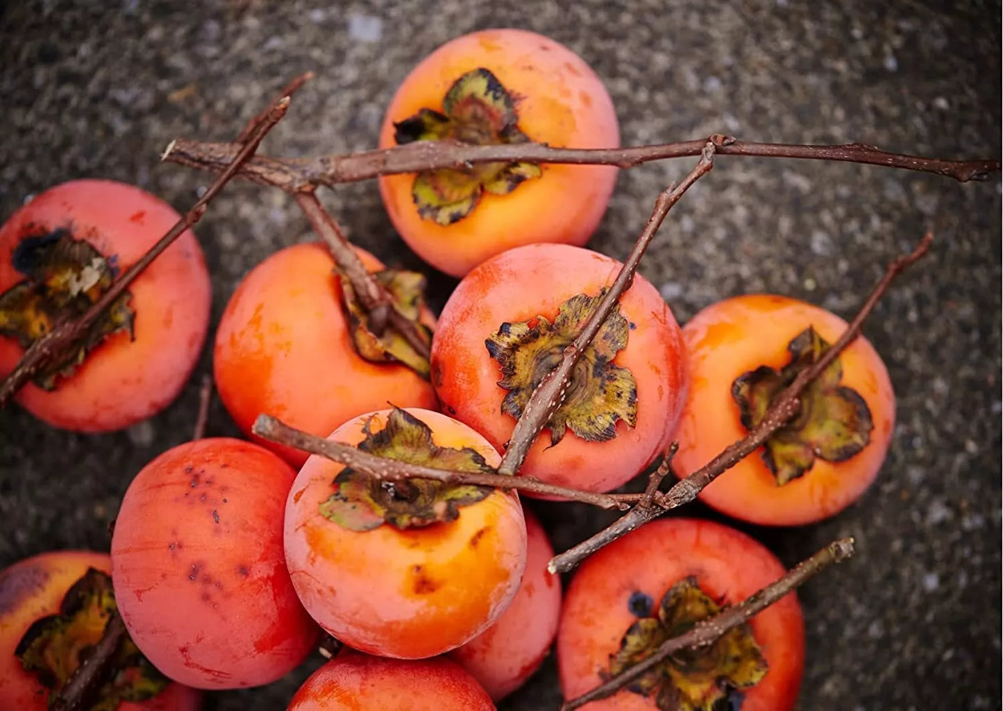 American Persimmon Seeds for Planting Outdoors, Non-GMO Heirloom Diospyros virginiana