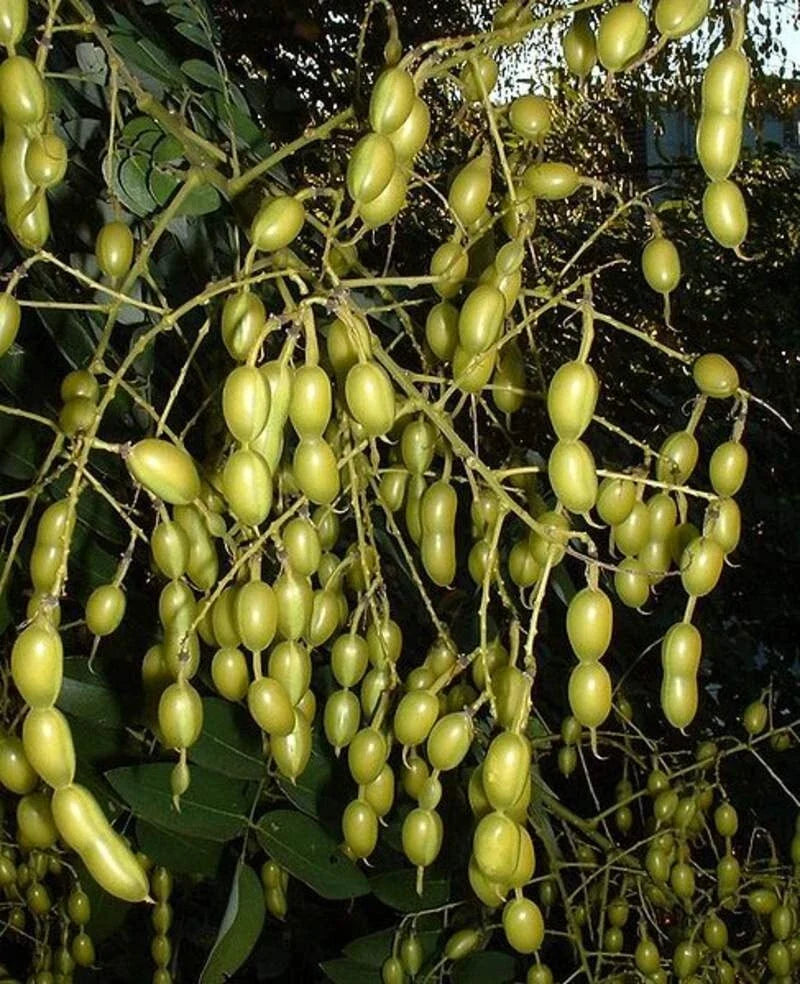 Japanese Pagoda Tree Seeds - 10 Count - Styphnolobium japonicum - Ornamental Deciduous Tree Seeds for Garden and Landscape