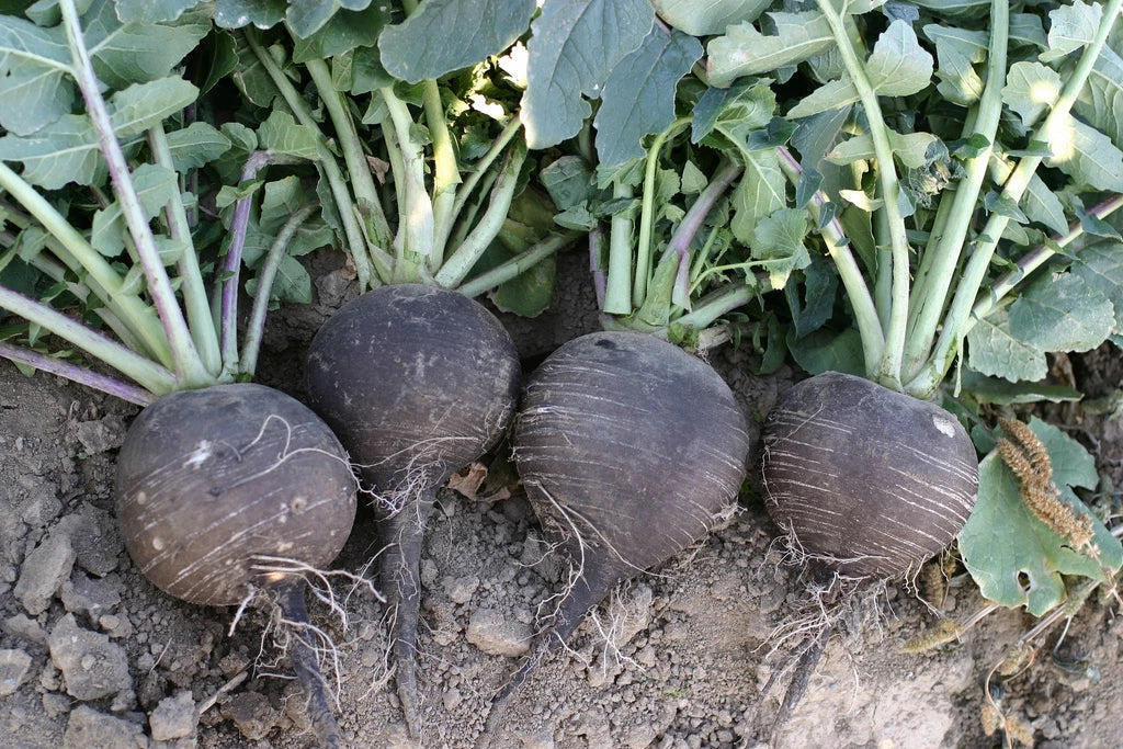 Black Spanish Radish Seeds - 320 Count Giant 3-4" - Raphanus sativus - GroCo