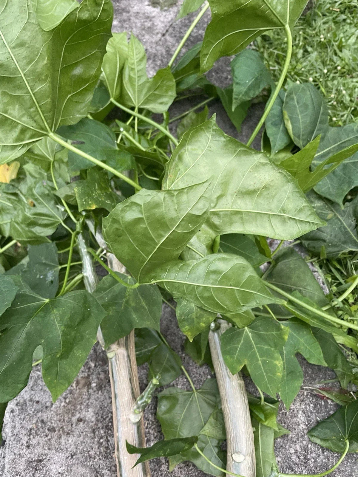 Chaya Tree Spinach Cuttings - 5 Hawaii Varieties - Nutrient-Rich Tropical Superfood