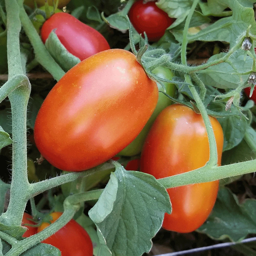 Roma Tomato Seeds Set of 40+ Solanum lycopersicum for Canning and Sauce Gardening