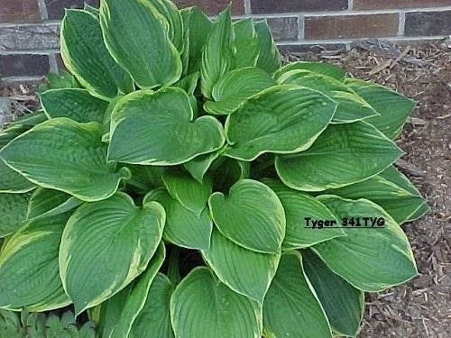 3 Live Gold Crown Hosta Plants – Shade Tolerant, Perennial, Easy Care, Hosta 'Gold Crown' for Garden or Containers