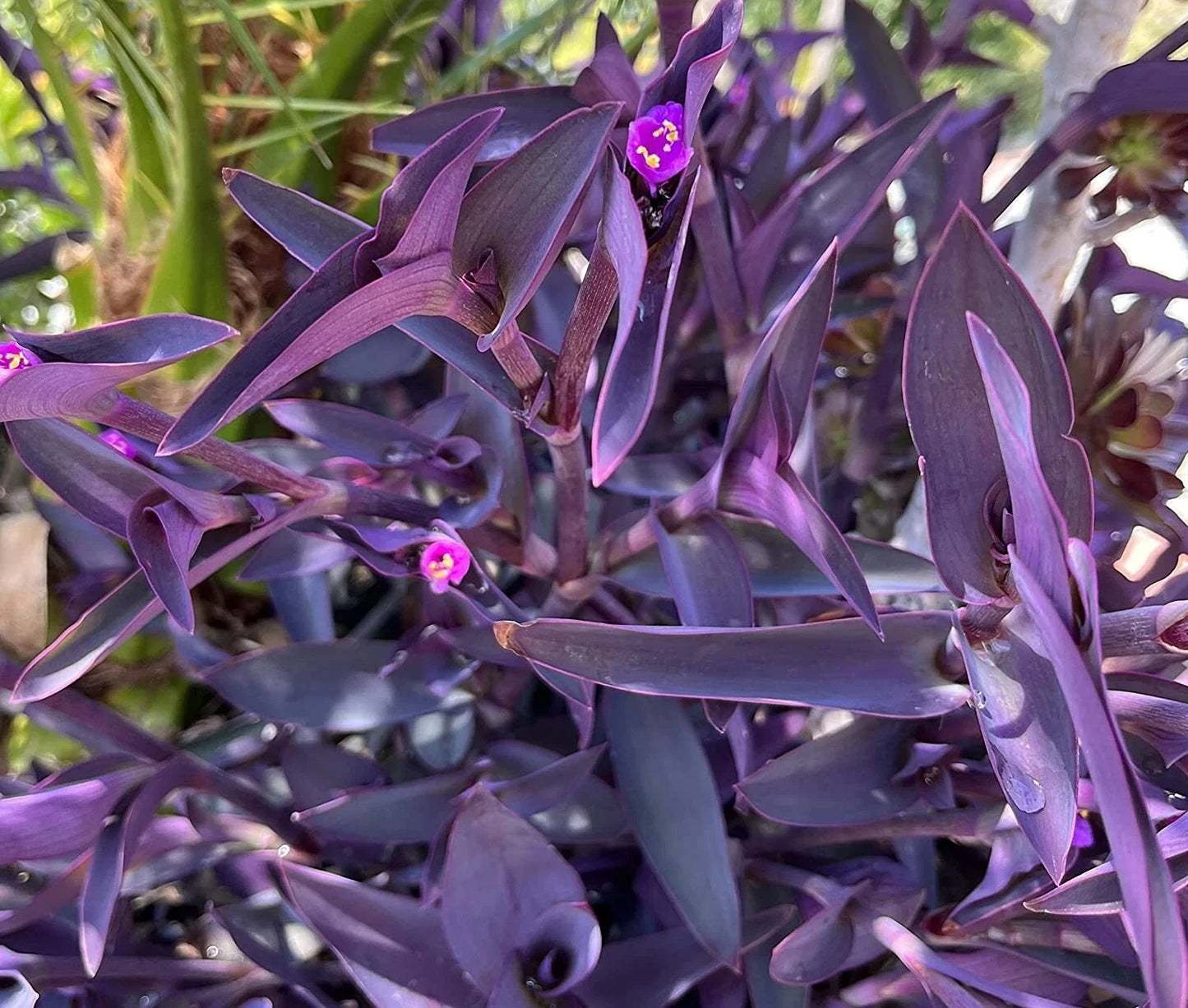 Purple Heart Wandering Jew Cuttings - Tradescantia Pallida, 4-6 Inches, Live Plant Propagation, No Roots or Soil